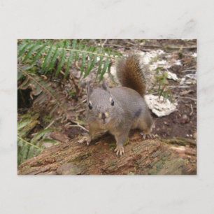 Young Fuzzy on Log Postcard Postkarte