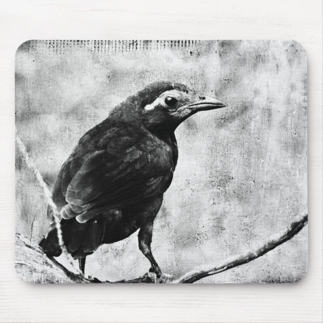 Young Grackle Mousepad (Vorne)