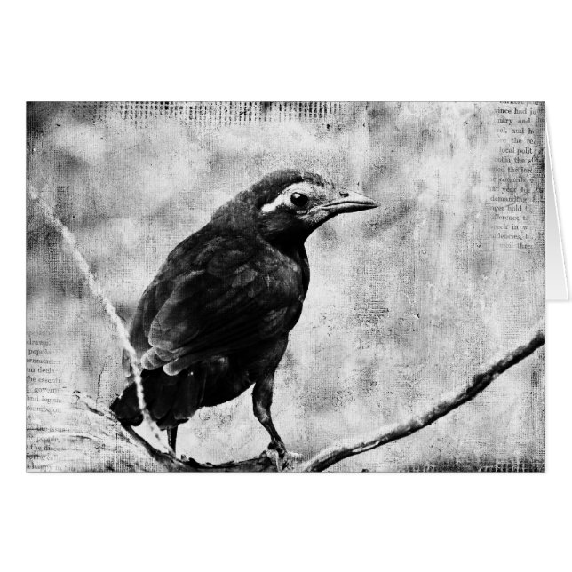 Young Grackle, Vatertag (Vorderseite (Horizontal))