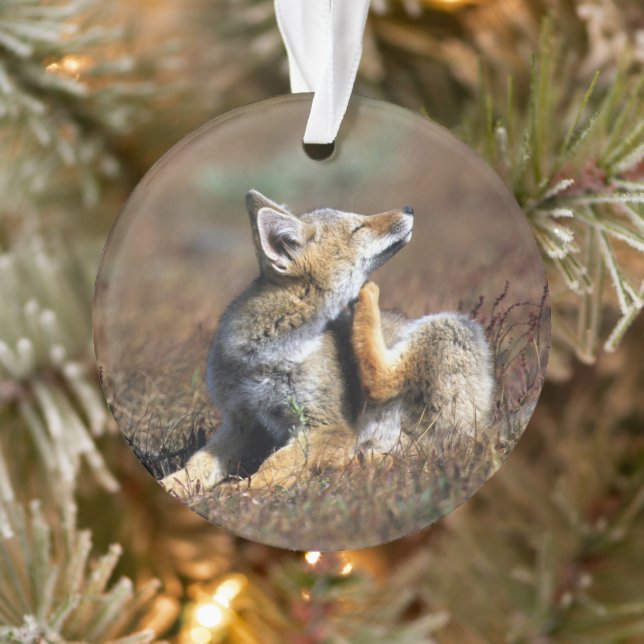 Young Gray Fox at Torres Del Paine National Park (Arbre)