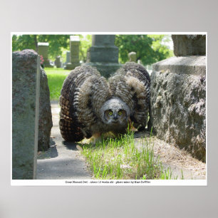 Young Great Horned Owl Poster