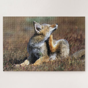 Young Grey Fox im Torres Del Paine Nationalpark