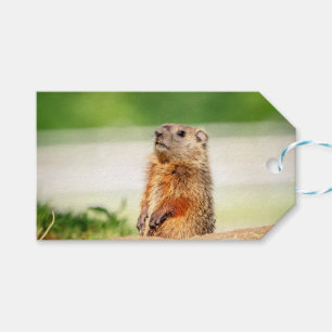 Young Groundhog Geschenkanhänger