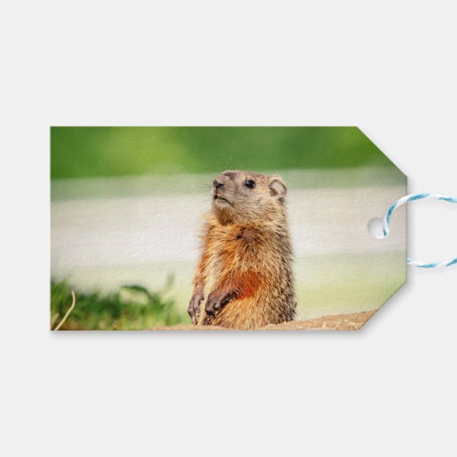 Young Groundhog Geschenkanhänger (Vorderseite (Horizontal))