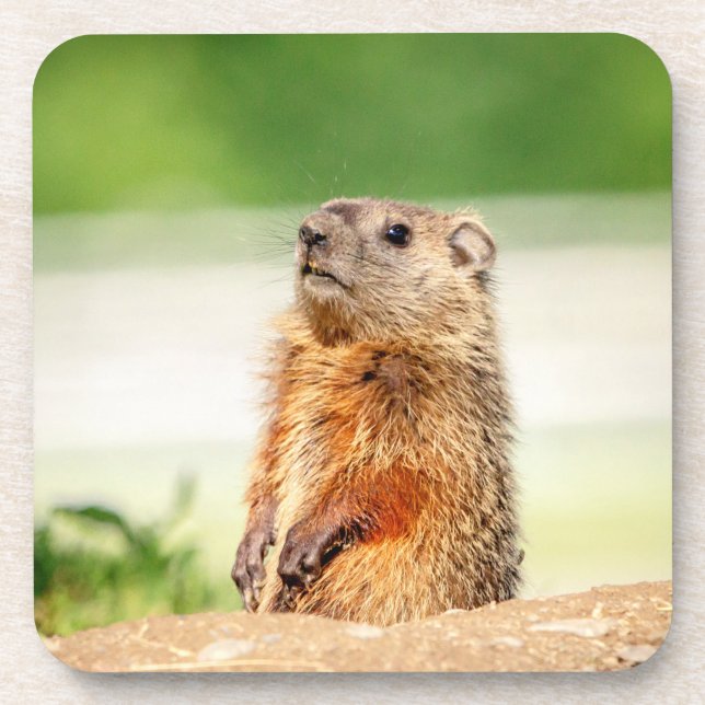 Young Groundhog Getränkeuntersetzer (Vorderseite)