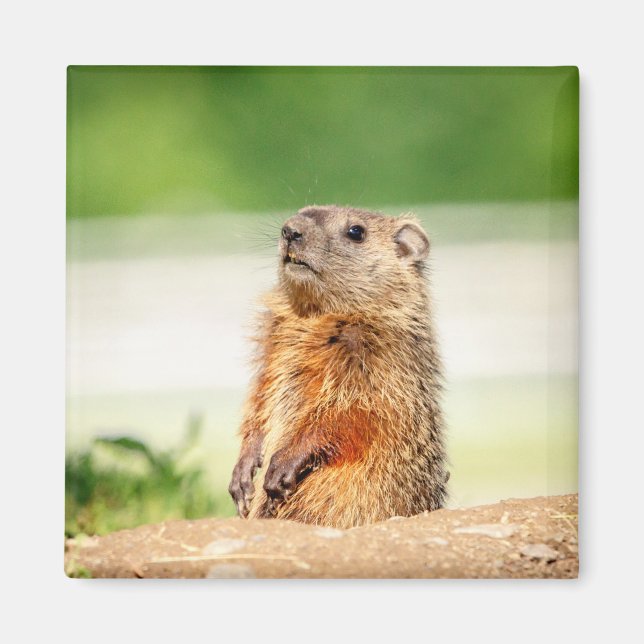 Young Groundhog Magnet (Vorne)