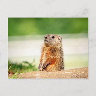 Young Groundhog Postkarte