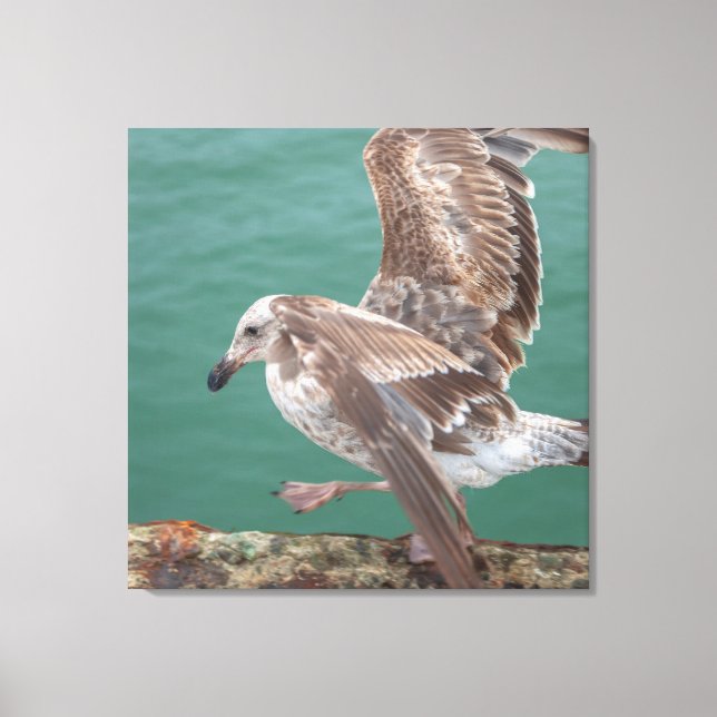 Young Gull Leinwanddruck (Vorderseite)