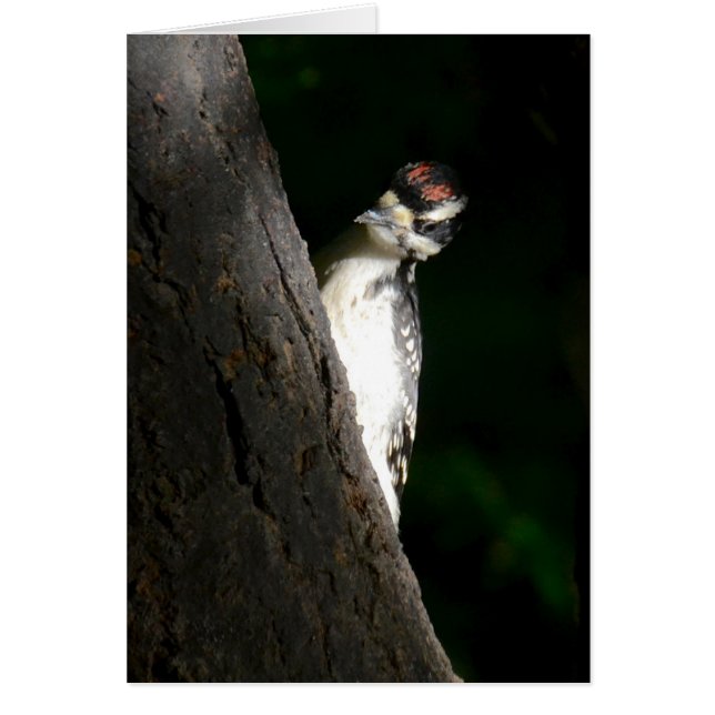 Young Hairy Woodpecker (Vorne)
