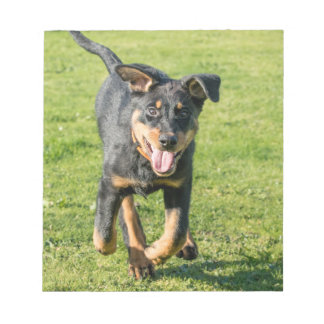 Young happy Beauceron sheepdog running in the gras Notizblock