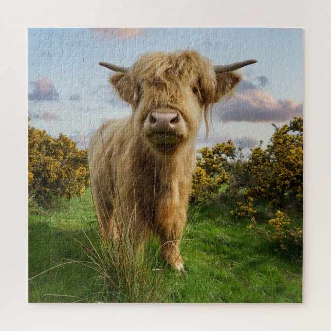 Young Highland Cow (Vertikal)
