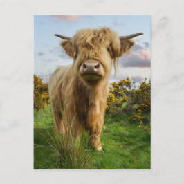 Young Highland Cow Postkarte