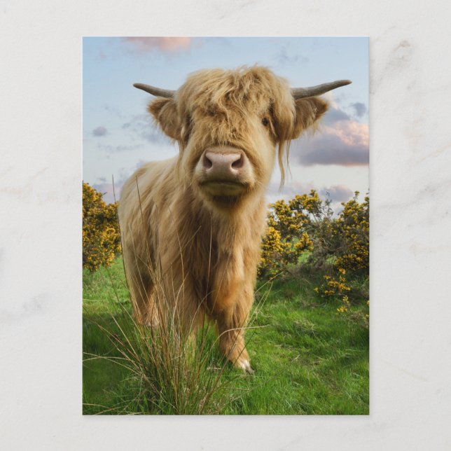 Young Highland Cow Postkarte (Vorderseite)