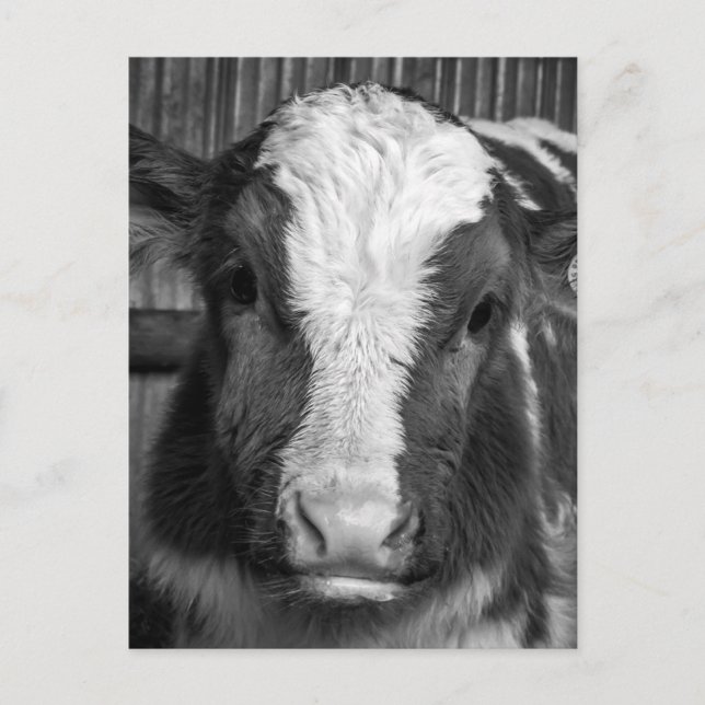 Young Holstein Dairy Bull Calf in Schwarz und Weiß Postkarte (Vorderseite)
