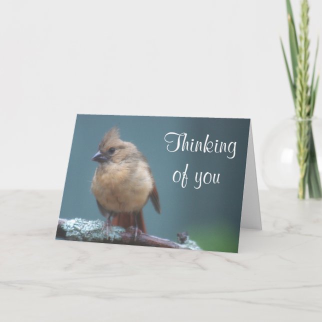 Young Kardinal Foto Karte (Vorderseite)