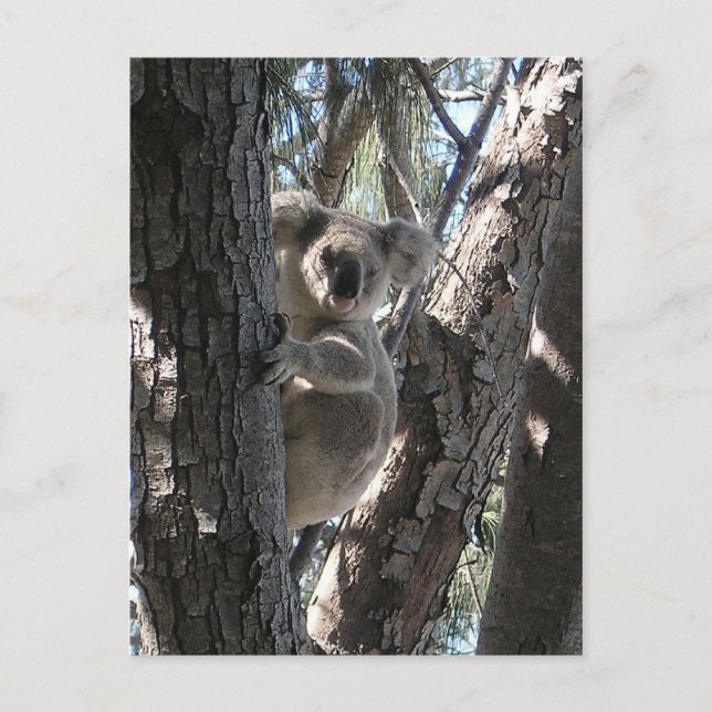 Young Koala, Geoffrey Bay Postkarte (Vorderseite)