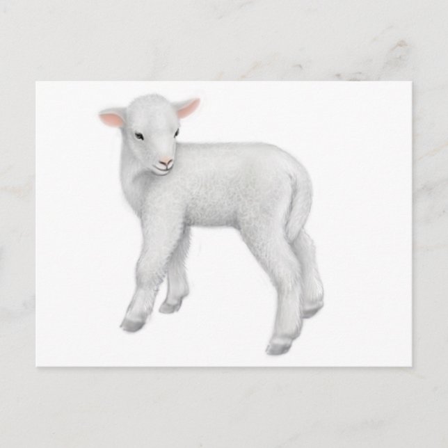 Young Lamb Postcard Postkarte (Vorderseite)