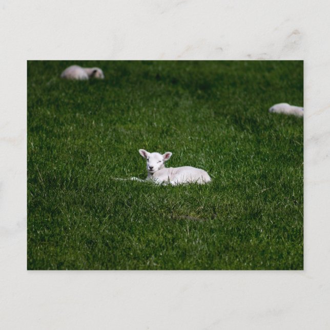 Young Lamb Postkarte (Vorderseite)