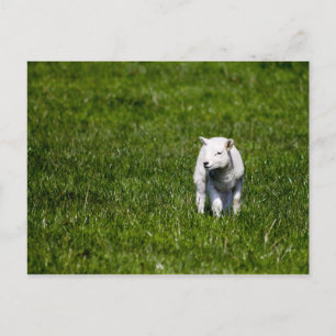 Young Lamb Postkarte