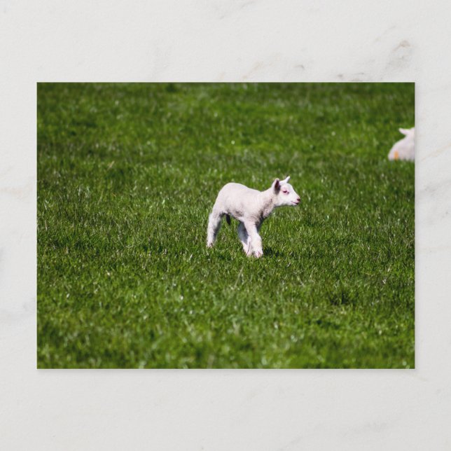 Young Lamb Postkarte (Vorderseite)