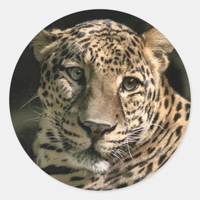 Young Leopard Cub Art Geschenke Runder Aufkleber (Vorderseite)