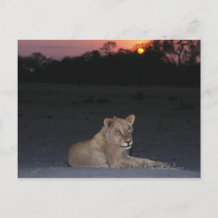 Young Lion at Sunrise Postkarte