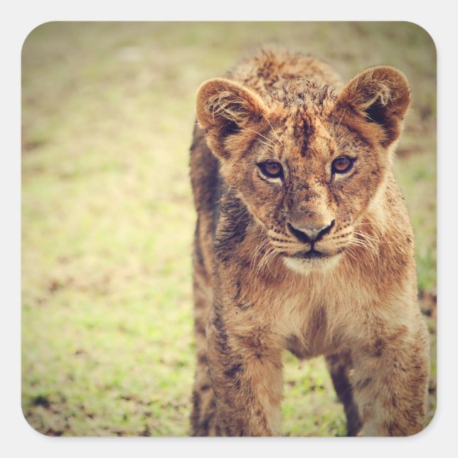 Young Lion Cub Foto Quadratischer Aufkleber (Vorderseite)