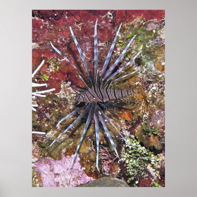 Young Lionfish Poster (Vorne)