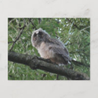 Young Long Owl DIY Postcard