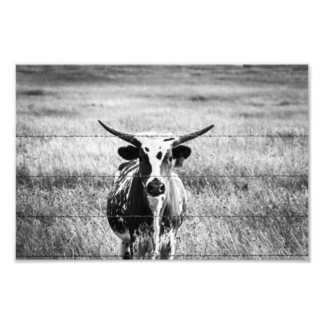 Young Longhorn Fotodruck (Vorne)