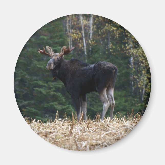 Young Magnet (Vorne)