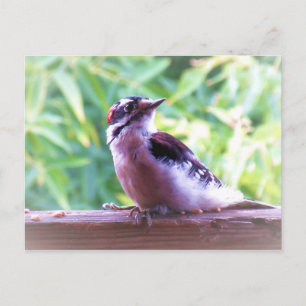Young Male Downy Woodpecker auf Railing Postkarte