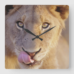 Young Male Lion Quadratische Wanduhr