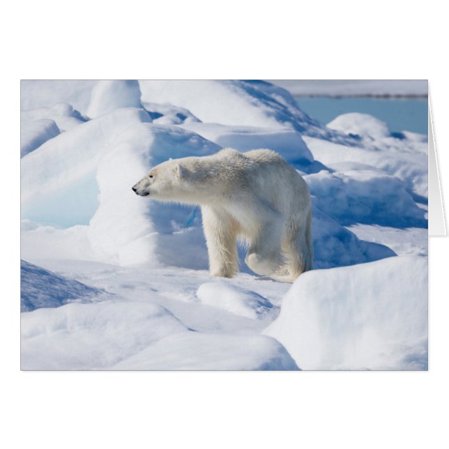 Young Male Polar Bear (Vorderseite (Horizontal))