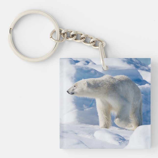 Young Male Polar Bear Schlüsselanhänger (Vorderseite)