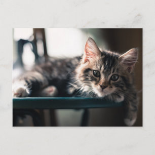Young Male Tabby Cat 2 Postkarte