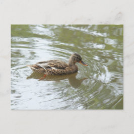 Young Mallard Duck - Roath Park Lake, Cardiff, UK Postkarte