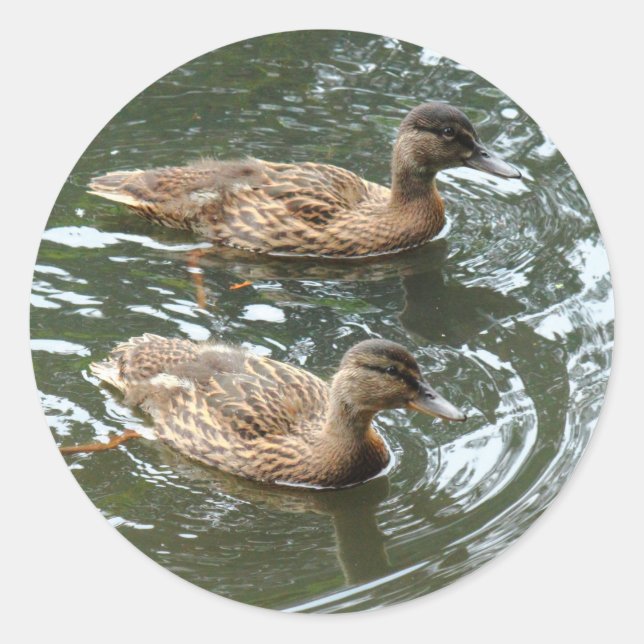 Young Mallard Ducks Runder Aufkleber (Vorderseite)