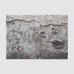 Young Maple Tree Bark 0041 Seidenpapier