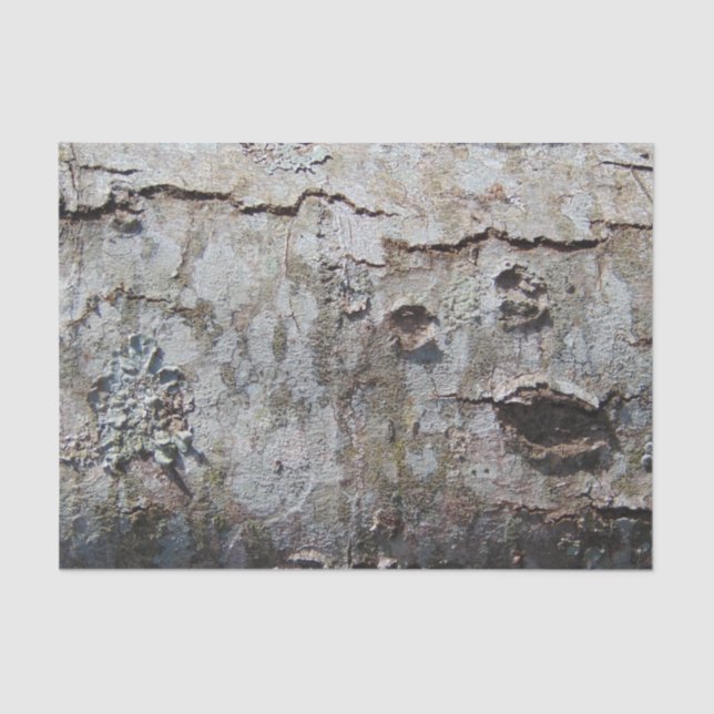 Young Maple Tree Bark 0041 Seidenpapier (Vorderseite)