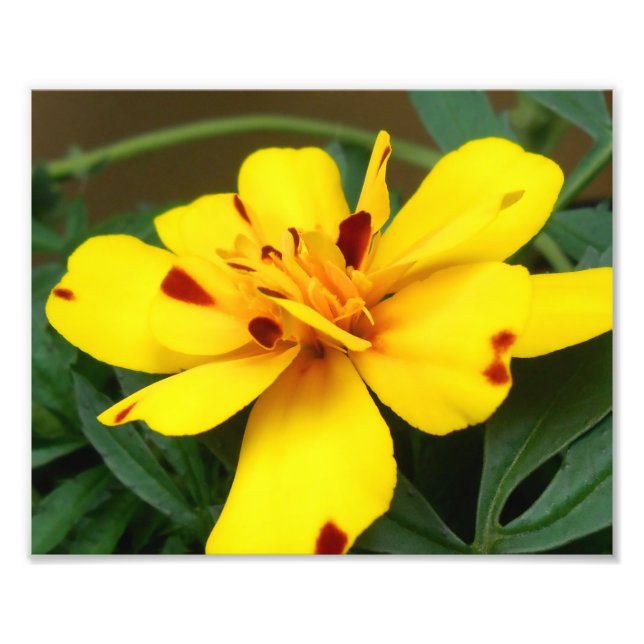 Young Marigold Foto Print (Vorne)