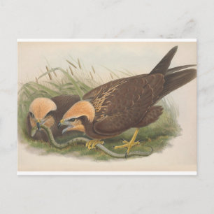 Young Marsh Harrier Bird_GC - Postcard Postkarte