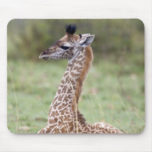 Young Masai Giraffe (Giraffa camelopardalis) Mousepad (Vorne)