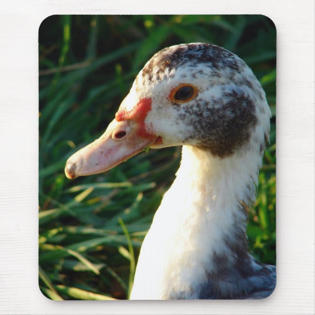 Young Muscovy Hen Duck Mousepad (Vorne)