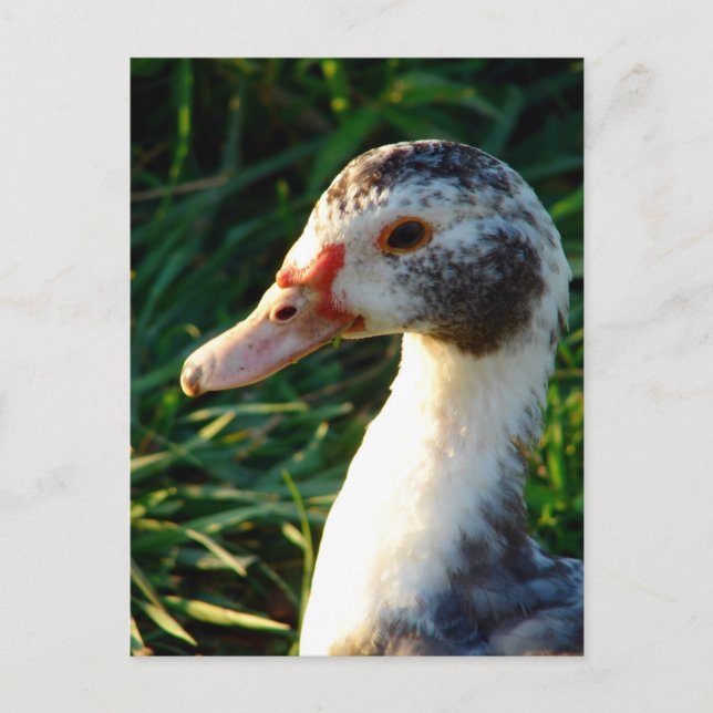 Young Muscovy Hen Duck Postkarte (Vorderseite)
