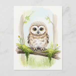 Young Owl Baby Wild Animals Postkarte