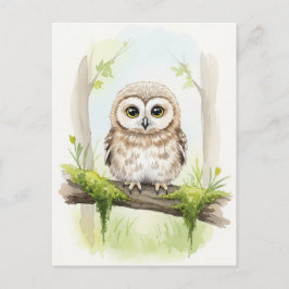 Young Owl Baby Wild Animals Postkarte