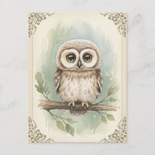 Young Owl Baby Wild Animals Postkarte