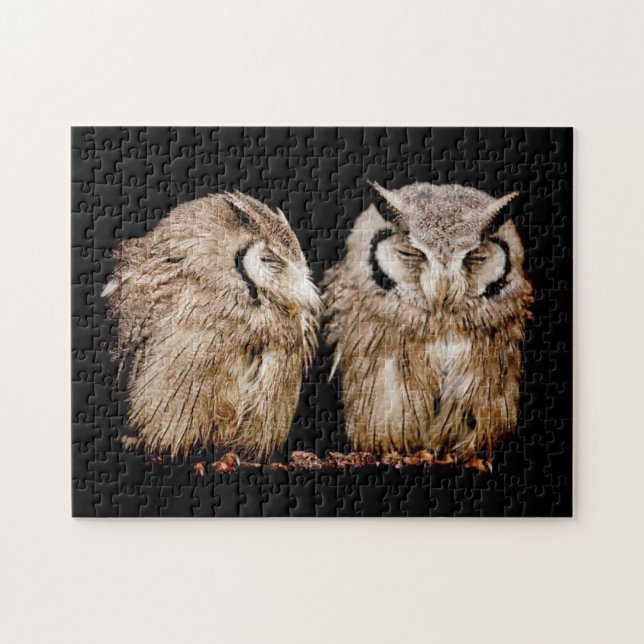 Young Owlets (Horizontal)