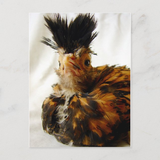 Young Polnisch Postkarte (Vorderseite)